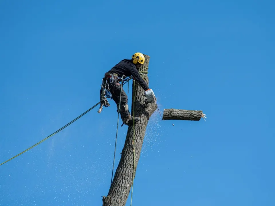 高所で樹木を切断する作業のイメージ