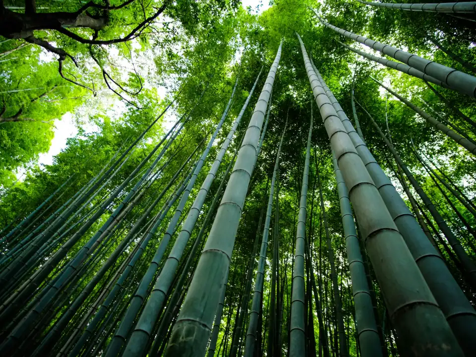 竹が立ち並ぶ竹林のイメージ